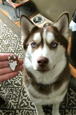 custom personalized dog name tag - siberian husky mjavhov